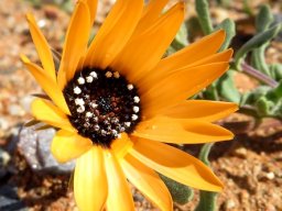 Dimorphotheca sinuata flowerhead
