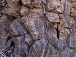 Dioscorea hemicrypta caudex surface
