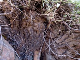 Dioscorea hemicrypta, the very old