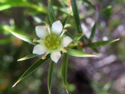 Diosma hirsuta flower