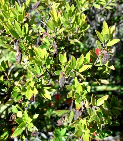Diospyros glabra retaining leftovers