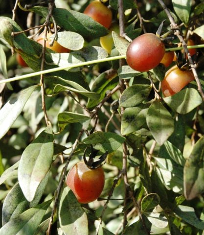Diospyros lycioides subsp. lycioides