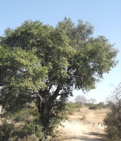 Diospyros mespiliformis
