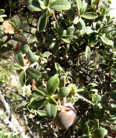 Diospyros ramulosa
