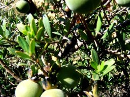 Diospyros dichrophylla