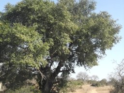 Diospyros mespiliformis