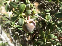 Diospyros ramulosa fruit