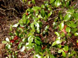 Diospyros whyteana bearing brown bladdernuts