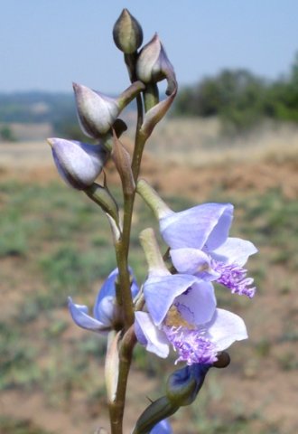 Disa baurii untwisted bud
