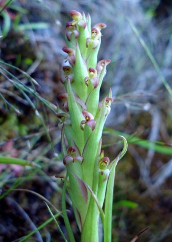Disa bracteata