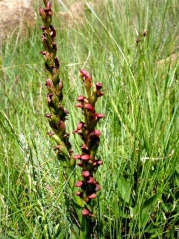 Disa brevicornis
