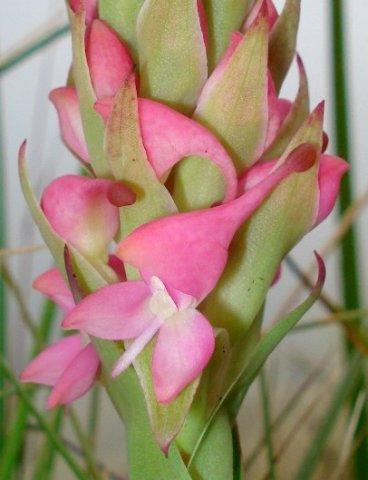 Disa clavicornis bracts and spurs