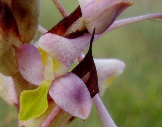 Disa cooperi flower