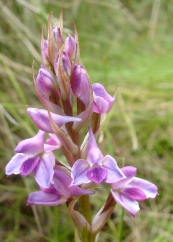 Disa stricta