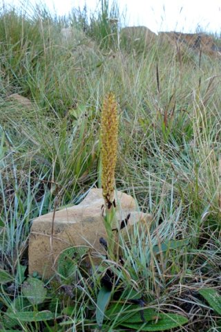 Disa fragrans in habitat