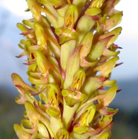 Disa fragrans flowers