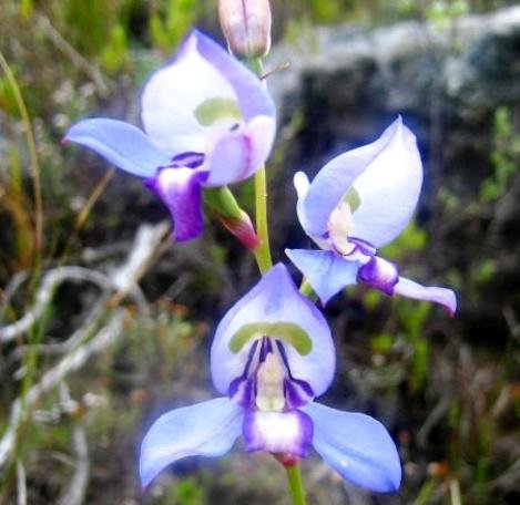 Disa graminifolia