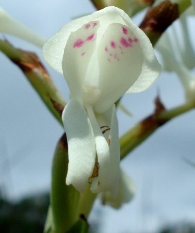 Disa intermedia flower
