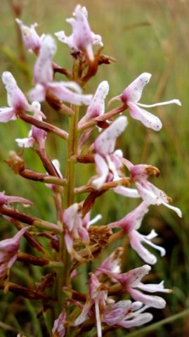 Disa patula var. patula