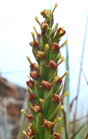 Disa rungweensis inflorescence
