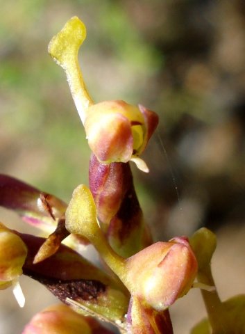 Disa rungweensis flower