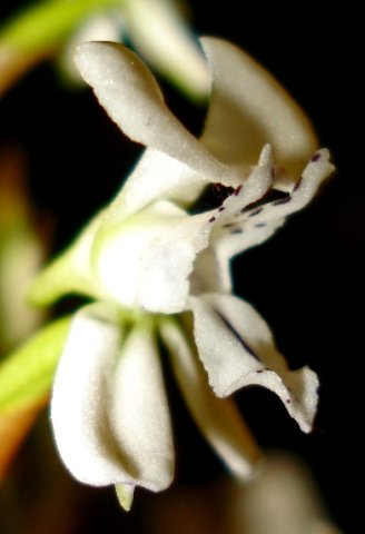 Disa sagittalis nearly in profile