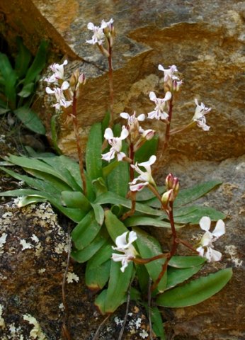 Disa sagittalis
