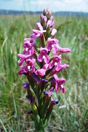 Disa stachyoides