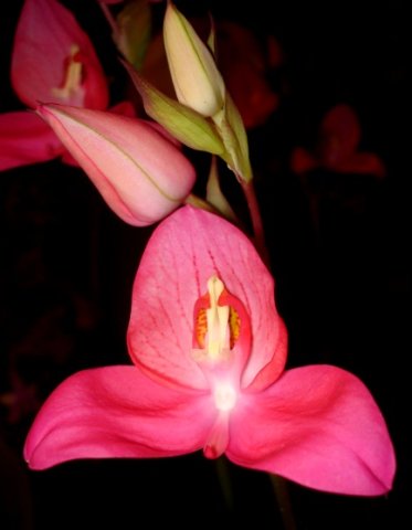 Disa uniflora inflorescence