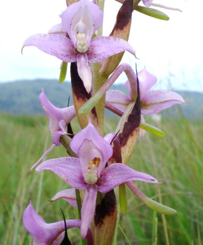 Disa zuluensis spurs