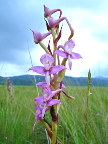 Disa zuluensis