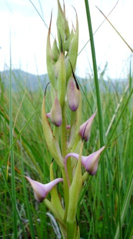 Disa zuluensis buds