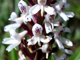 Disa alticola flowers