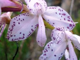 Disa amoena flower
