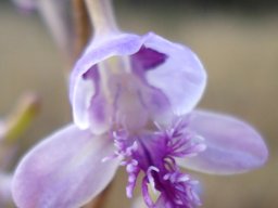 Disa baurii pale lilac