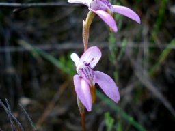 Disa bifida flowers