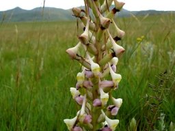 Disa cooperi