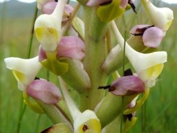 Disa cooperi flowers