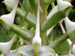 Disa cooperi long spurs and weird lips
