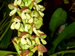 Disa cornuta inflorescence