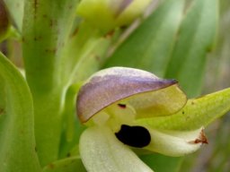 Disa cornuta flower