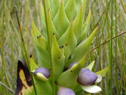 Disa cornuta bracts over buds