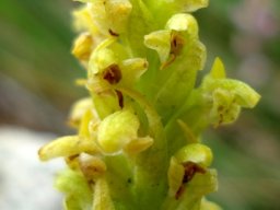 Disa cylindrica flowers