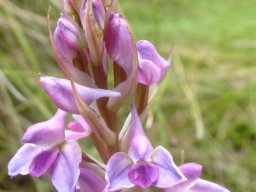Disa stricta
