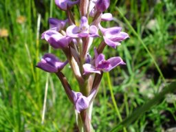 Disa stricta short inflorescence and leaf tips