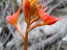 Disa ferruginea buds