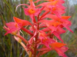 Disa ferruginea flower spike