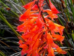 Disa ferruginea curving and straight spurs