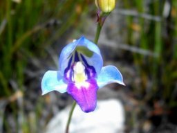 Disa graminifolia on Table Mountain