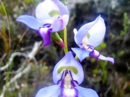 Disa graminifolia
